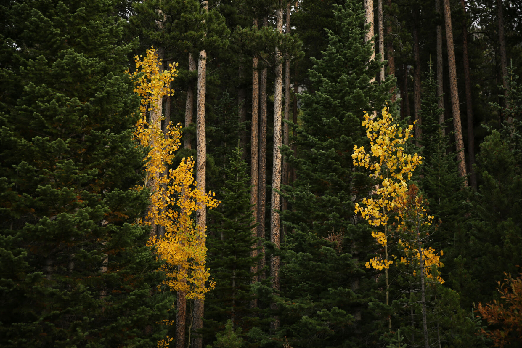 092320-news-aspens 9.jpg